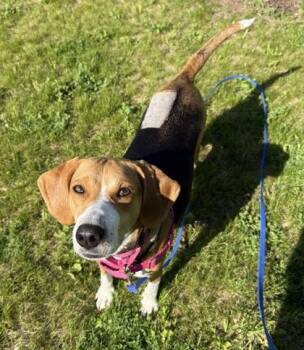 Tansy -  Treeing Walker Coonhound Dog for Adoption in Neenah, Wisconsin - Tansy | PetCurious