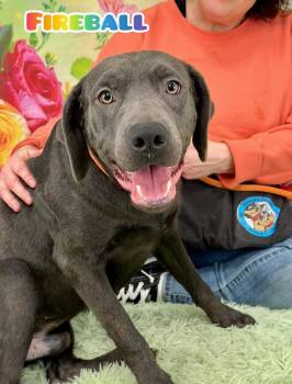 Mixed Breed and Labrador Retriever Dogs Available for Adoption in Flint, Michigan - Fireball | PetCurious