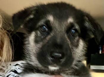 Shepherd and Husky Dogs Available for Adoption in Minesing, Ontario - DOCK | PetCurious