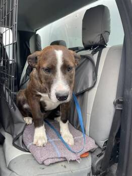 ZUMA -  Plott Hound and Mixed Breed Dog for Adoption in Casper, Wyoming - ZUMA | PetCurious