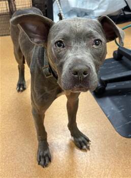 YOUNG GRAVY -  Pit Bull Terrier Dog for Adoption in Martinez, California - YOUNG GRAVY | PetCurious
