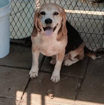 Rescue Beagle Dogs for Adoption in Lonsdale, Arkansas - Banjo | PetCurious