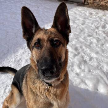 Mixed Breed Dogs Available for Adoption - Rose | PetCurious