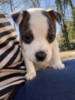 Staffordshire Bull Terrier and Boxer Dogs Available for Adoption - Trudy (Bottle Baby Litter) | PetCurious