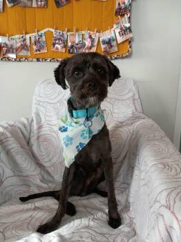 Thunder -  Miniature Schnauzer Dog for Adoption in Phoenix, Arizona - Thunder | PetCurious