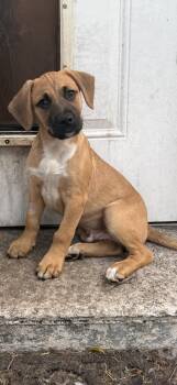 Mixed Breed Dogs Available for Adoption - Nibble | PetCurious