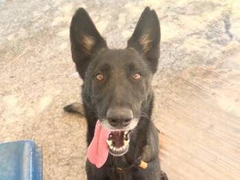Kayla -  Mixed Breed Dog for Adoption in Georgetown, Texas - Kayla | PetCurious