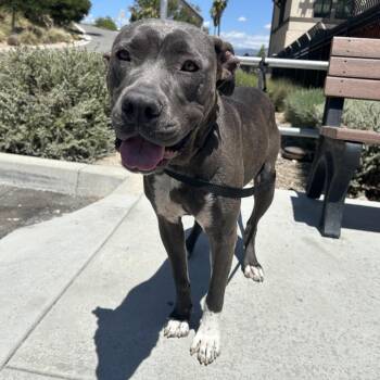Cora -  Pit Bull Terrier Dog for Adoption in San Gabriel, California - Cora | PetCurious