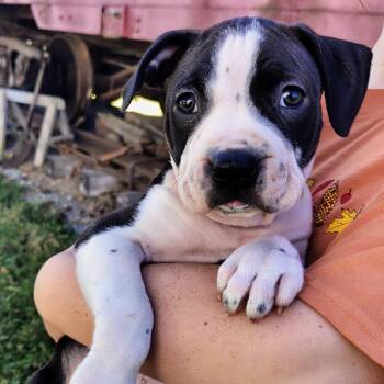 Ruby Diamond -  Pit Bull Terrier Dog for Adoption in Johnson City, Tennessee - Ruby Diamond | PetCurious