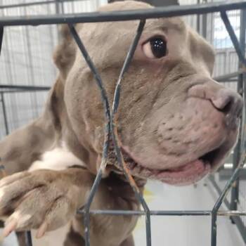 Gypsy -  American Bully Dog for Adoption in Dover, Arkansas - Gypsy | PetCurious