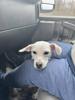 Mixed Breed Dogs Available for Adoption - Peanut | PetCurious