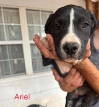 Pit Bull Terrier and Mixed Breed Dogs Available for Adoption - Ariel | PetCurious
