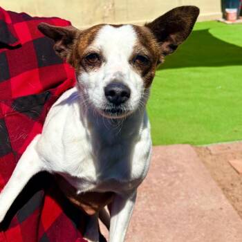 Scooter -  Mixed Breed Dog Available for Adoption in Las Cruces, New Mexico - Scooter | PetCurious