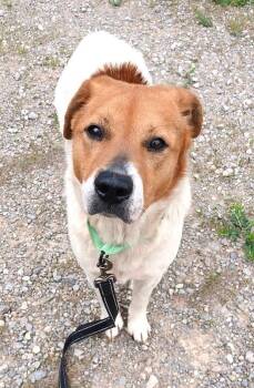 Mixed Breed Dogs Available for Adoption in Pegram, Tennessee - OLIVER | PetCurious