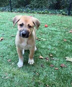 Richie -  German Shepherd Dog and Great Pyrenees Dog for Adoption in Kannapolis, North Carolina - Richie | PetCurious