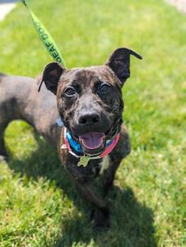Plott Hound and Basset Hound Dogs Available for Adoption in Littleton, Colorado - Kio | PetCurious