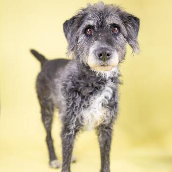 Giant Schnauzer and Poodle Dogs Available for Adoption - Noelle | PetCurious