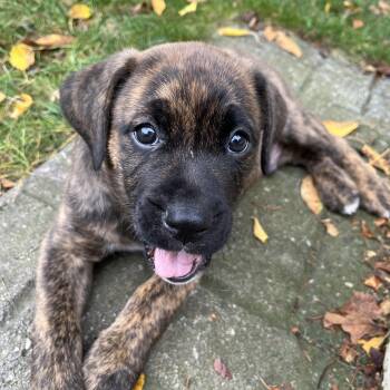 Hardy -  Labrador Retriever Dog for Adoption in Brantford, Ontario - Hardy | PetCurious