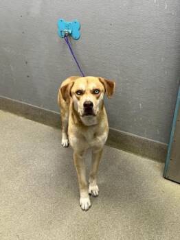 Siberian Husky and Mixed Breed Dogs Available for Adoption in Las Vegas, Nevada - FAME | PetCurious