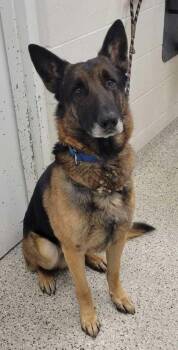 Izumi -  German Shepherd Dog and Mixed Breed Dog for Adoption in Kansas City, Missouri - Izumi | PetCurious