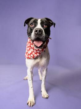 Pit Bull Terrier and Pointer Dogs Available for Adoption in Atlanta, Georgia - Forrest | PetCurious