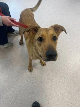 Mixed Breed Dogs Available for Adoption in Bowling Green, Ohio - Rudy | PetCurious
