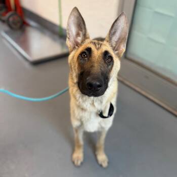 Rosie -  Mixed Breed Dog for Adoption in Sarasota, Florida - Rosie | PetCurious