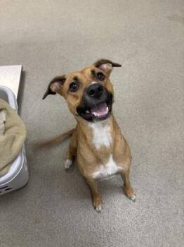 Cutie Patootie -  Mixed Breed Dog for Adoption in Palm Coast, Florida - Cutie Patootie | PetCurious