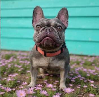 Rescue French Bulldog Dogs for Adoption in Redondo Beach, California - Rosie -ADOPT Me!!! | PetCurious