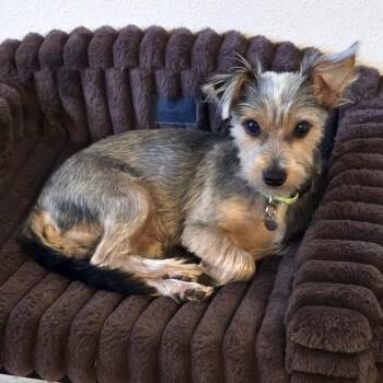 Ridge -  Yorkshire Terrier and Chihuahua Dog for Adoption in Boerne, Texas - Ridge | PetCurious