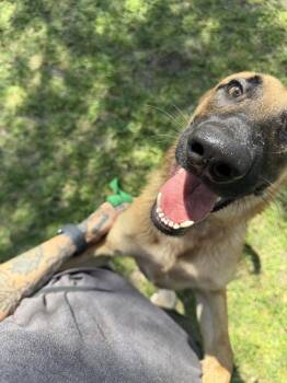 Mimi - Located in FL -  Belgian Shepherd Malinois and German Shepherd Dog Dog for Adoption in Imlay City, Michigan - Mimi - Located In FL | PetCurious