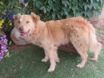 KEENO-DUG -  Australian Shepherd and Chow Chow Dog for Adoption in Oklahoma City, Oklahoma - KEENO-DUG | PetCurious