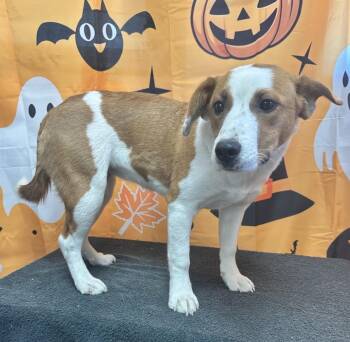 61987645 -  Beagle and Border Collie Dog for Adoption in Elko, Nevada - 61987645 | PetCurious