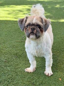 Shih Tzu Dogs Available for Adoption in Fort Myers, Florida - MUGSY | PetCurious