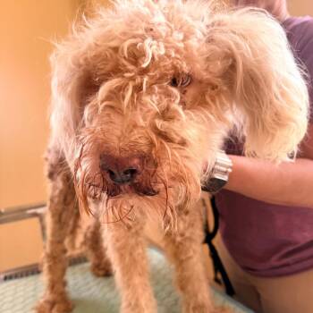 Molly -  Poodle and Mixed Breed Dog for Adoption in Corinth, Mississippi - Molly | PetCurious