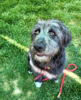 Zuzu -  Standard Poodle Dog for Adoption in Pocatello, Idaho - Zuzu | PetCurious