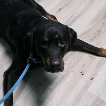 FIONA -  Rottweiler Dog for Adoption in St. Louis, Missouri - FIONA | PetCurious