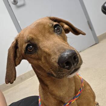 Peanut -  Dachshund Dog for Adoption in Watertown, New York - Peanut | PetCurious