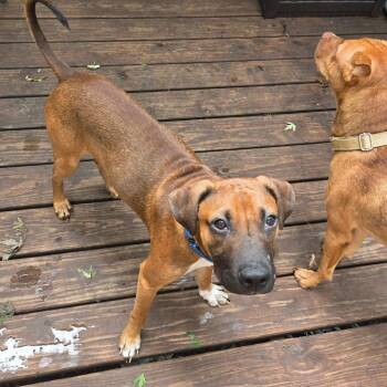 Barney -  Mixed Breed Dog for Adoption in Olathe, Kansas - Barney | PetCurious