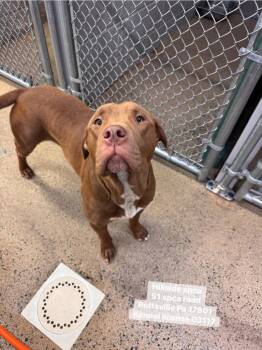 Rudy -  Pit Bull Terrier Dog for Adoption in Pottsville, Pennsylvania - Rudy | PetCurious