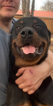 Rescue Rottweiler Dogs for Adoption in Decatur, Georgia - Brahms | PetCurious