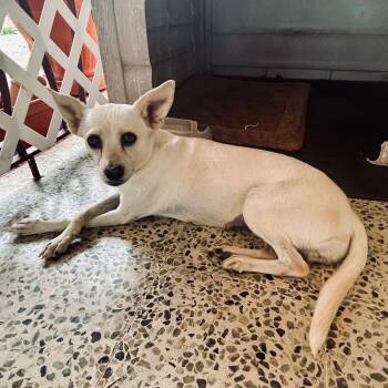 VANILLA - gentle & sweet -  Chihuahua and Maltese Dog for Adoption - VANILLA - Gentle & Sweet | PetCurious