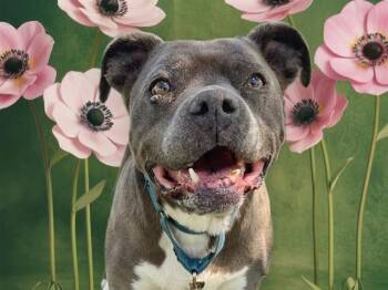 Pit Bull Terrier Dogs Available for Adoption in Martinez, California - SALEEN | PetCurious