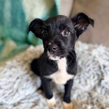 Parson Russell Terrier and Chihuahua Dogs Available for Adoption in Durham, North Carolina - Mr. Furley | PetCurious