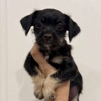 Chihuahua Dogs Available for Adoption in Park Row, Texas - Gin | PetCurious