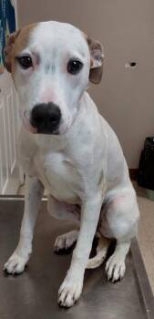 Raquel -  Terrier Dog Available for Adoption in Mocksville, North Carolina - Raquel | PetCurious