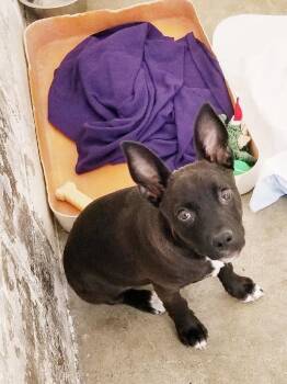 Terrier Dogs Available for Adoption in Aurora, Illinois - Mae | PetCurious
