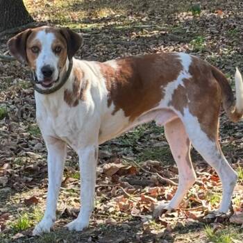 COOPER -  Hound Dog for Adoption in Chicopee, Massachusetts - COOPER | PetCurious