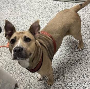 July -  Mixed Breed Dog for Adoption in West Chester, Pennsylvania - July | PetCurious