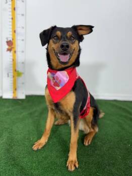 German Pinscher and Mixed Breed Dogs Available for Adoption in Carlsbad, California - Zara | PetCurious